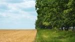 Field of crops bordering grassland lined with trees.