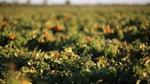 An image of a lush, green tomato field.