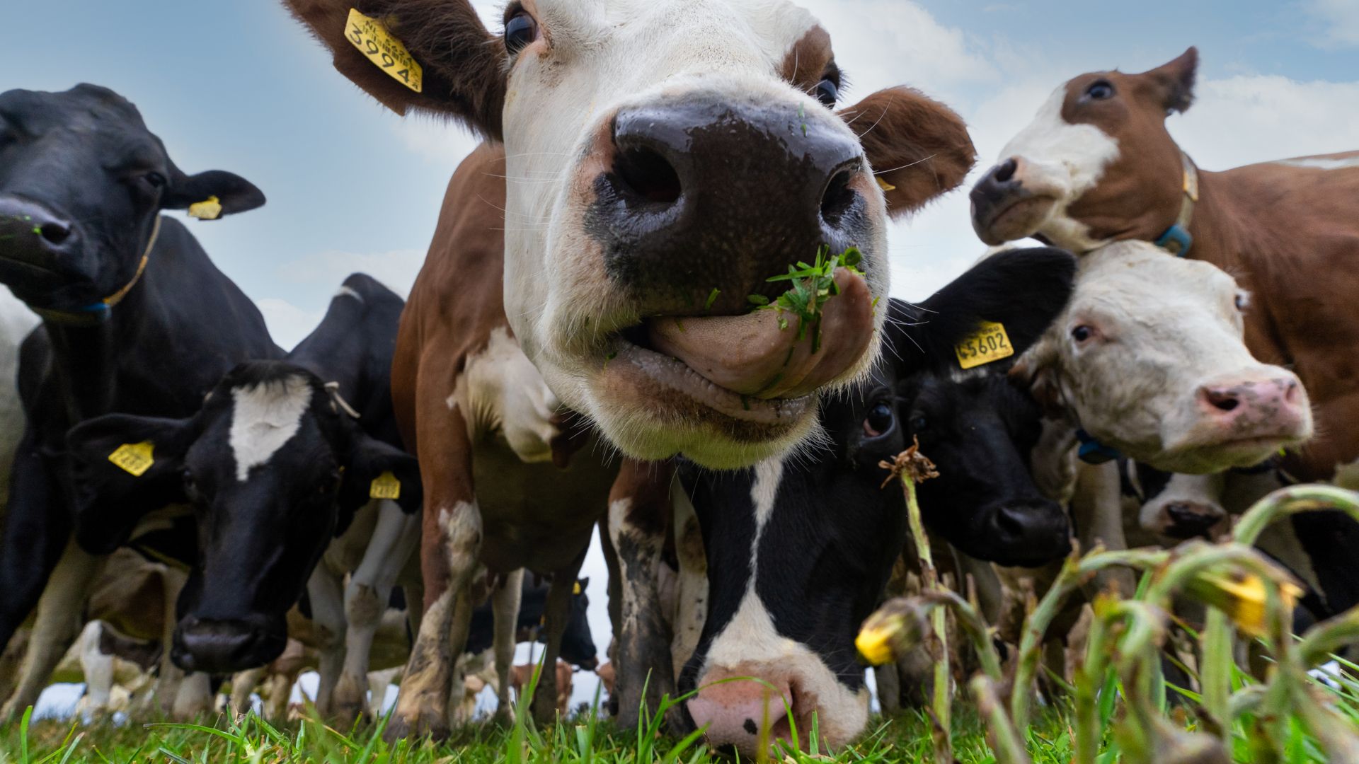 Close-up photo of black and white dairy cow looking at the camera