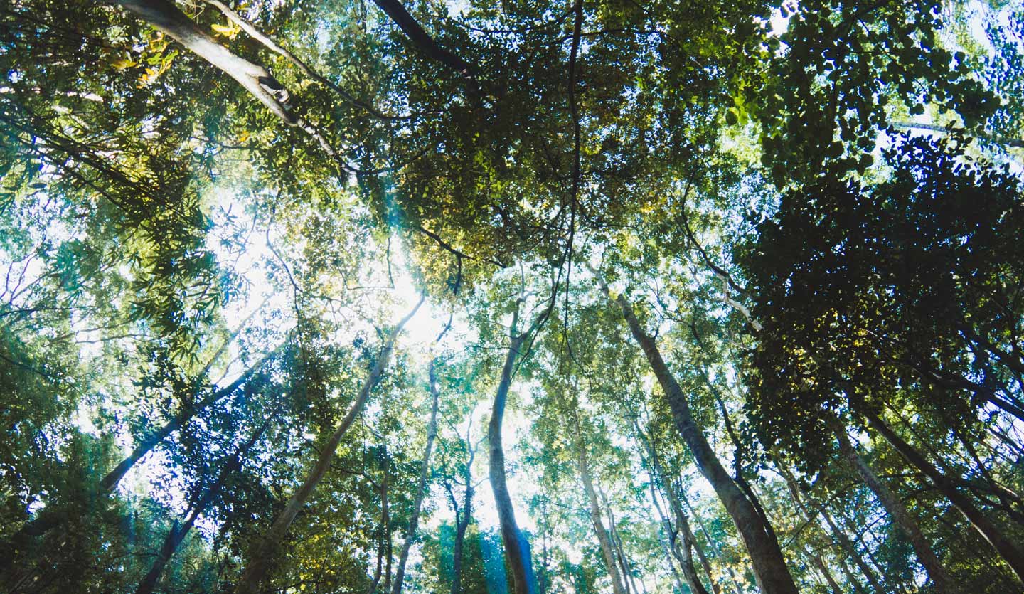 looking up at a canopy of trees