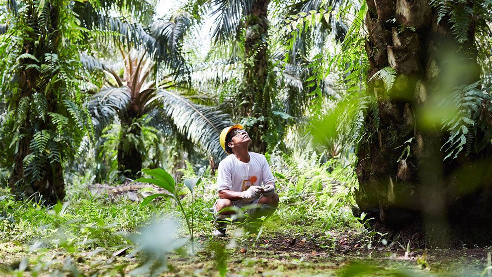 Farmer in an oil palm plantation looking up to the top of one of the trees.
