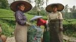 A group of women farmers in Indonesia smile as they harvest their crops