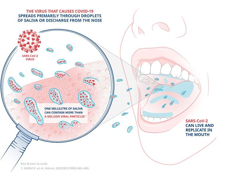 A diagram illustrating how the virus that causes Covid-19 is spread primarily through droplets of saliva