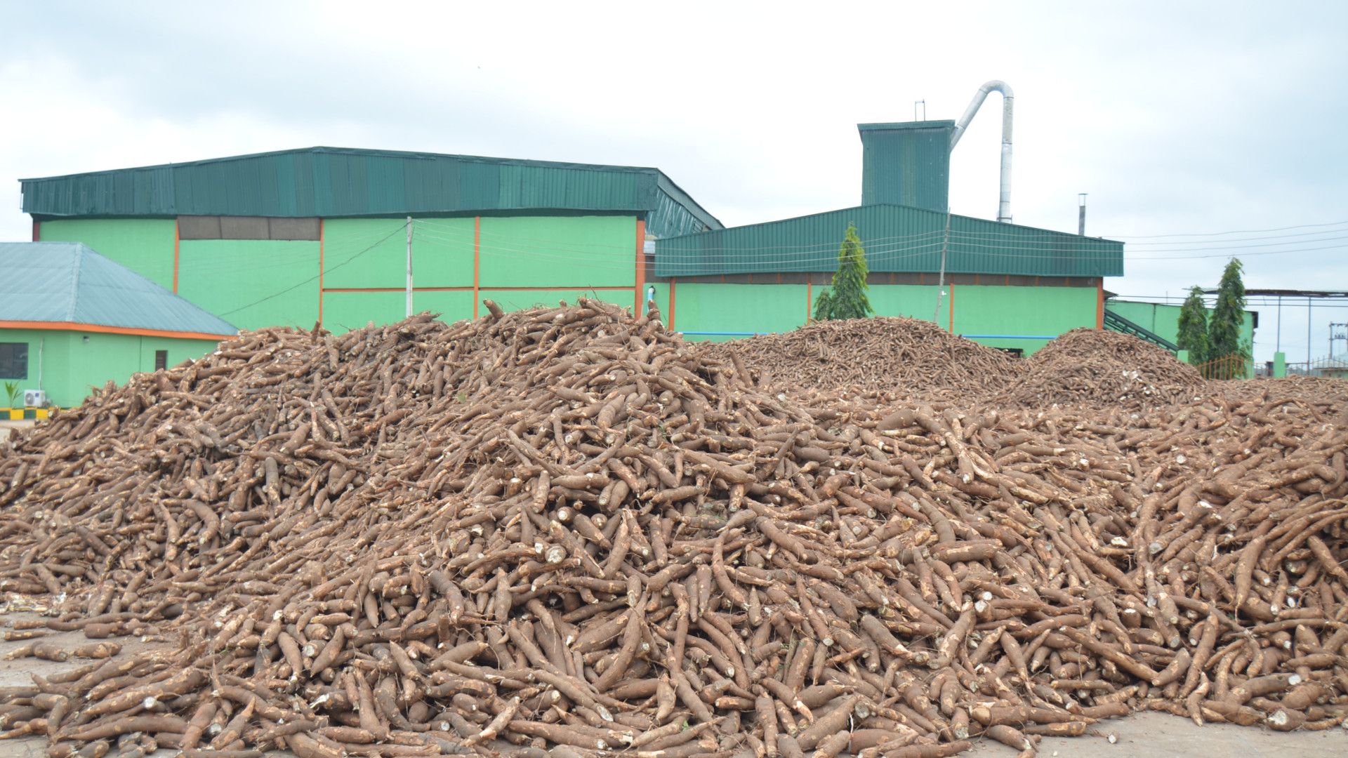 Cassava piled high outside the Psaltry International sorbitol factory in Ado Awaiye, Nigeria 