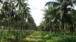 A scenic view of a plantation with rows of tall palm trees and green crops growing underneath, with a pathway running through the middle.