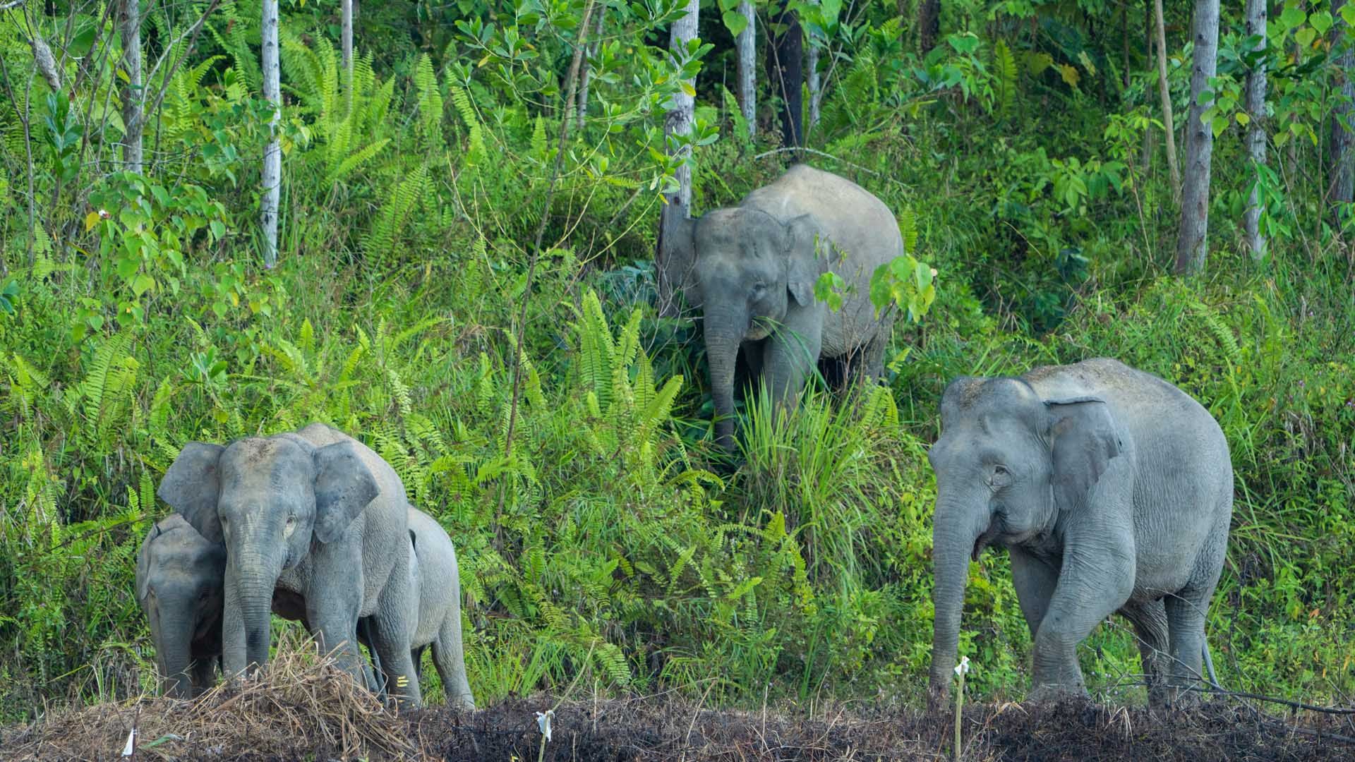 Three elephants walking emerging from a forest clearing.