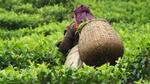 The back view of a woman harvesting a tea crop into the basket on her back