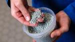 Unilever scientist holding a handful of recycled plastic pellets