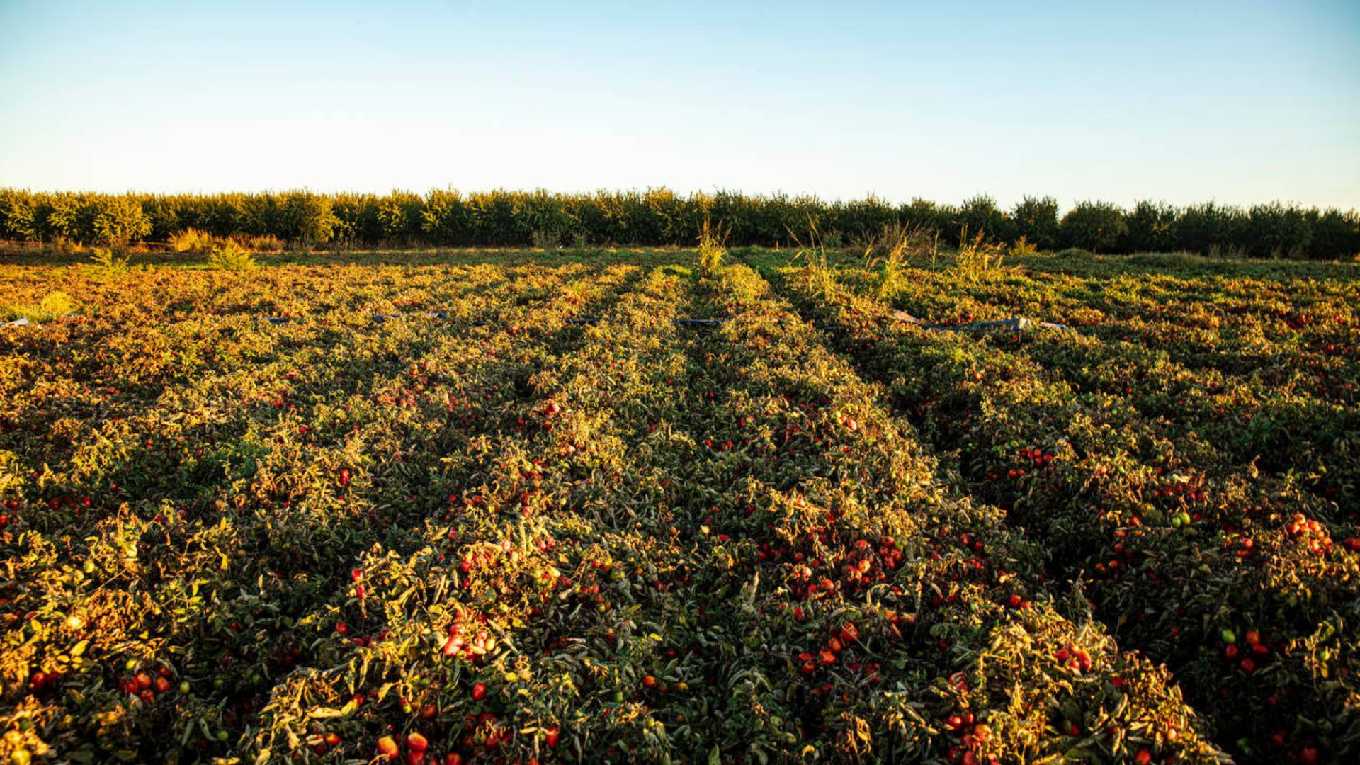 A sunlit field with rows of ripe red tomatoes, surrounded by tall vegetation in the background under a clear blue sky.
